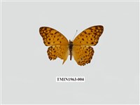 藏品(琺蛺蝶)的圖片